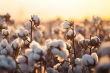 US Upland cotton sales at 93,000 bales, Pima totals 8,200 bales: USDA