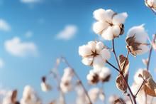 Cotton arrivals in Pakistan fall by 49% amid slow start to new season