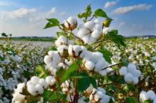 ICE cotton falls further amid stronger dollar, improved crop condition