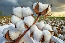 ICE cotton rebounds as short-covering sparks rally