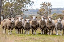 Australian wool market sees modest price rises this week