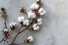 ICE cotton loses previous gains after pressure of short selling