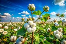 ICE cotton prices climb amid lower USDA production estimates