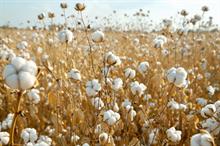 ICE cotton recovers from last week’s lows, gains on positive factors