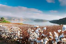 India’s cotton acreage, production may take a hit from weather extreme