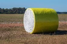 October boosts cotton output but yearly decline persists in Pakistan