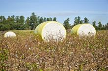 ICE cotton prices rebound amid weaker dollar & strong export sales