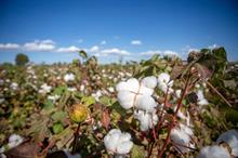 Global cotton benchmarks see mixed movements over past month