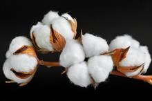 US cotton prices dip due to profit booking, rising dollar