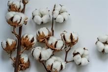 ICE cotton drops amid selling pressure, pre-election volatility in US