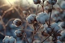 ICE Cotton surges on short covering, crop concerns, stronger crude oil