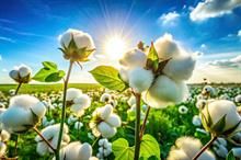 ICE cotton prices fall amid stronger dollar & lower crude oil prices