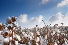 ICE cotton gains on Chinese demand expectations & weather impact