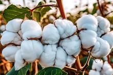 ICE cotton prices steady as crude oil declines, dollar strengthens