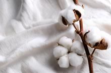 ICE cotton futures drop amid strong dollar & profit-taking