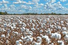 ICE cotton prices dip amid stronger dollar & weak crude oil