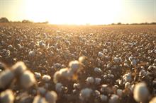 Cotton prices rise slightly across global benchmarks over last month