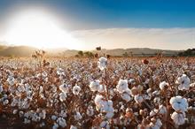 India’s cotton production estimated to drop to 7-year low in 2024-25