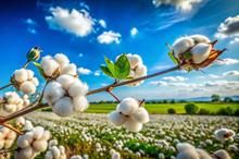 ICE cotton hits one-month low amid strong dollar, weaker oil prices