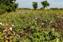 USDA lowers India’s cotton production & stocks for 2024-25 season