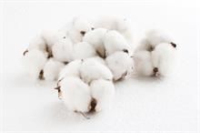 Global cotton prices steady amid marginal decreases in key markets