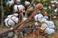 ICE cotton prices rebound amid weak dollar & rising oil costs