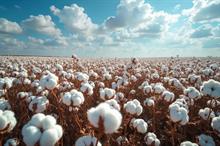 ICE cotton hits two-week low as traders stay cautious