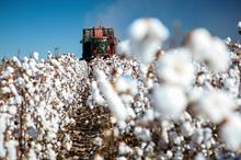 ICE cotton dips further on strong dollar, weak crude oil
