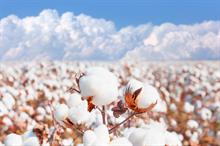 India’s cotton output may fall 2.4% to 305 lakh bales in 2025–26: CAI