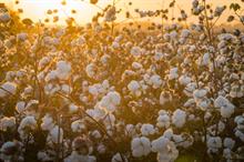 ICE cotton dips as traders await WASDE & Fed meeting