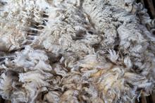 Australian wool market extends rally as prices firm across all microns