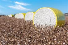 CAI pegs 25–26 India cotton output at 317 lakh bales, ending stocks up