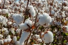 Sydney University–CRDC cotton project delivers strong returns