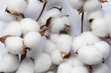 Global cotton benchmarks mostly steady as supply outlook improves