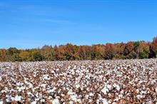 ICE cotton extends gains on solid US export sales