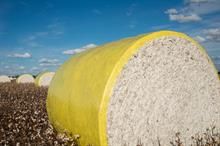 US Upland cotton export down, shipments also slow down