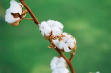 ICE cotton hits 7-month high on strong momentum, weaker dollar
