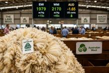 Australian wool market tests seven-year highs on tighter supply 