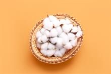 Strong export demand boosts US cotton sales and shipments