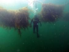 Advanced textiles used to harvest seaweeds on large scale