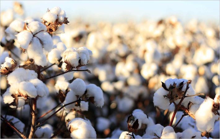 Uganda's cotton textile sector - International News Services