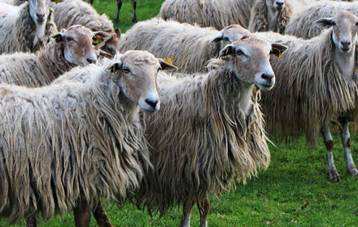 New Zealand bans sheep mulesing - Fibre2Fashion