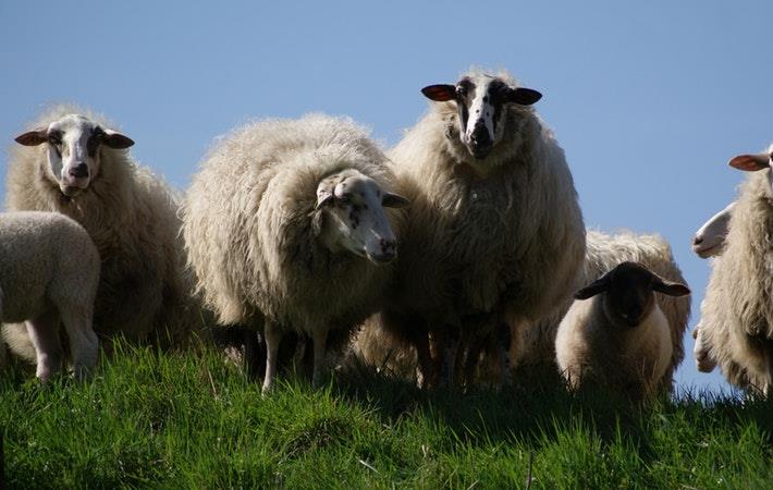 Foto: Skitterfoto de Pexels