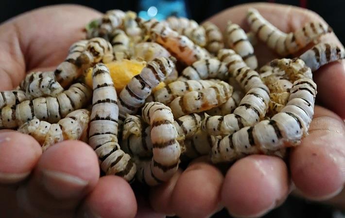 Types Of Silk Moths Found In India