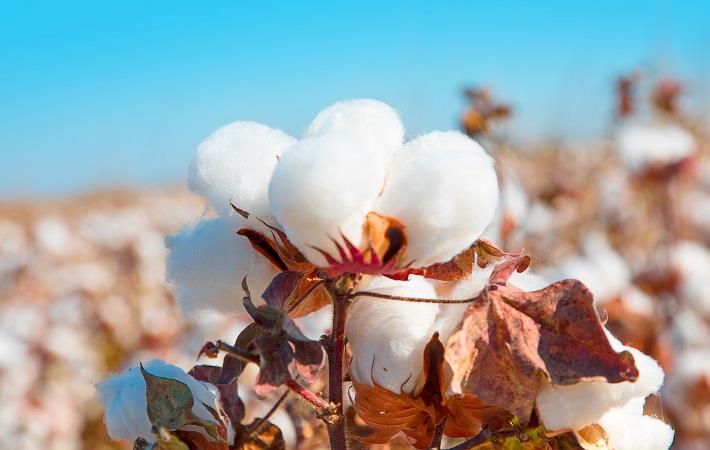 Global Cotton Stocks To Drop 1 In 2019 20 Season Icac