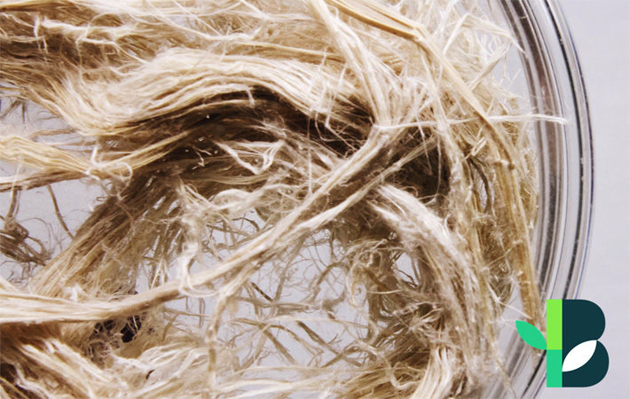 Philippines scientists develop greener tech to produce bamboo fibres - Vimarsana News