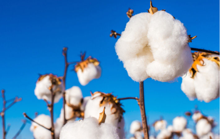 Netherlands' OCA sees rise in organic cotton farmers to meet demand - Vimarsana News