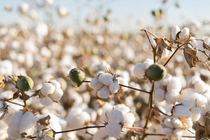 MY 2022-23 area under cotton in Burkina Faso to rise by 9%: USDA - Vimarsana News