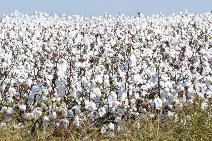Australian cotton industry unveils sustainability ‘Data Pack’