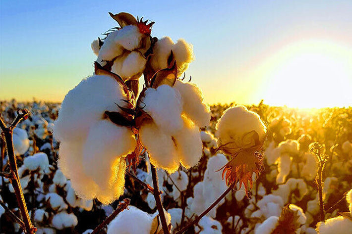 Zimbabwe's Cottco Holdings projects 26% fall in cotton intake for 2022 - Vimarsana News